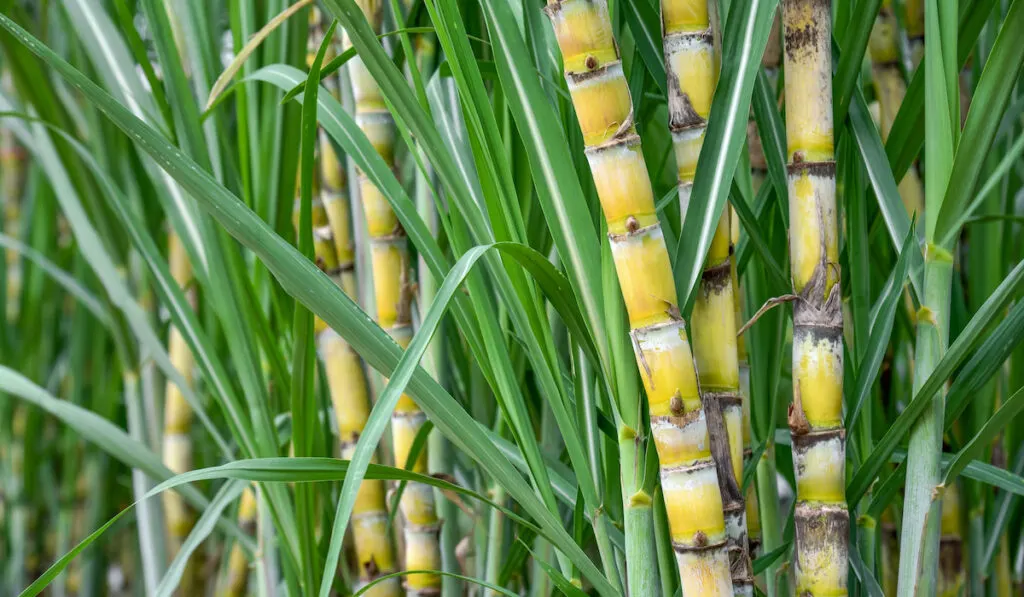 Sugarcane field