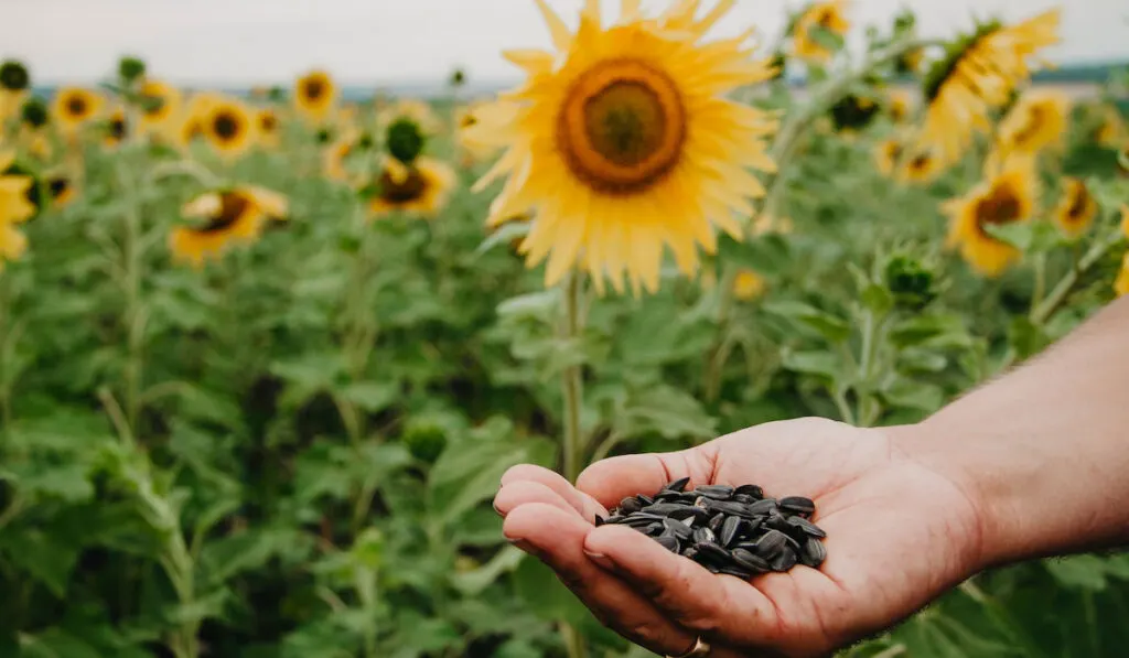 Sunflower seeds in hand close up against the background of blooming sunflowers