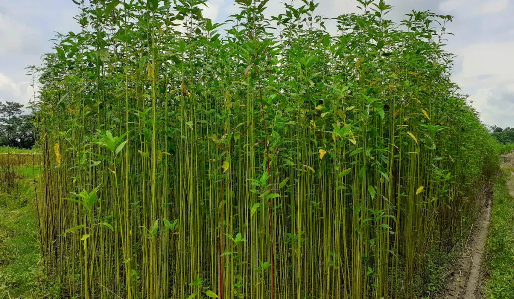 Tall jute plants in the field