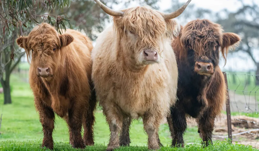 Three highland cows looking at the camera