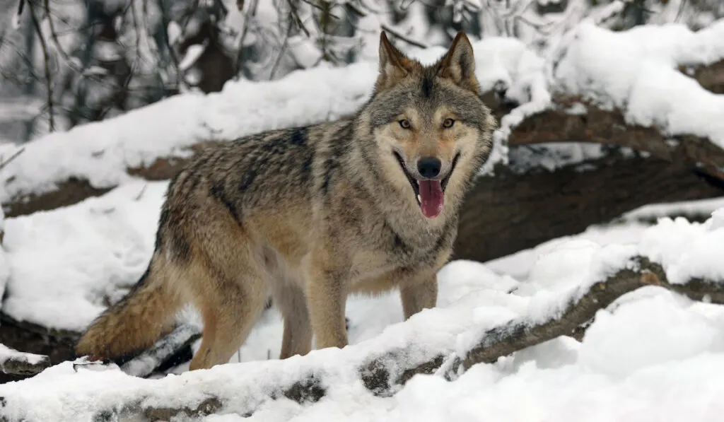 Timber wolf hunting in the winter forest