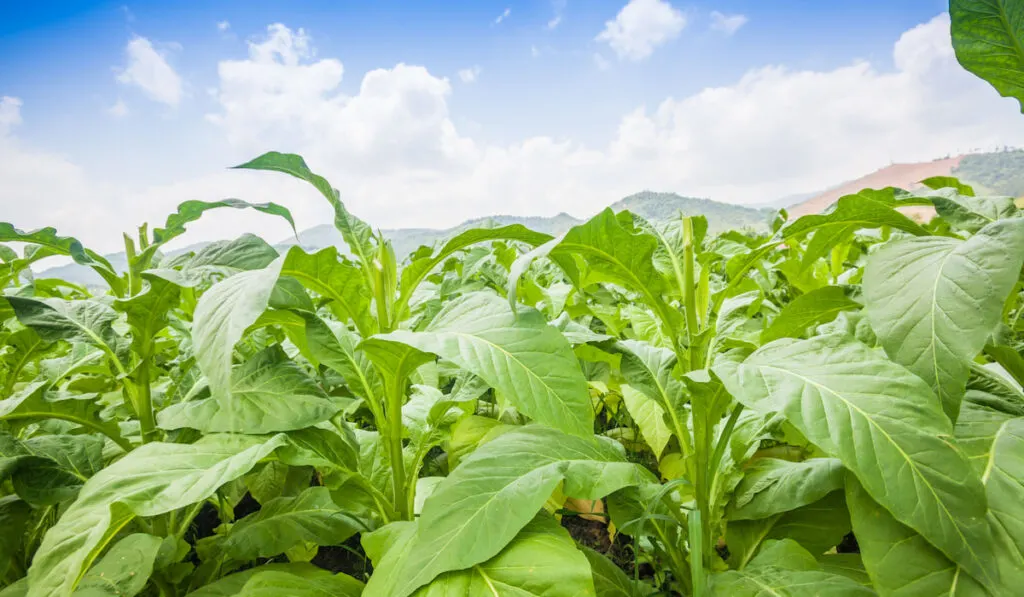 Tobacco field under blue sky