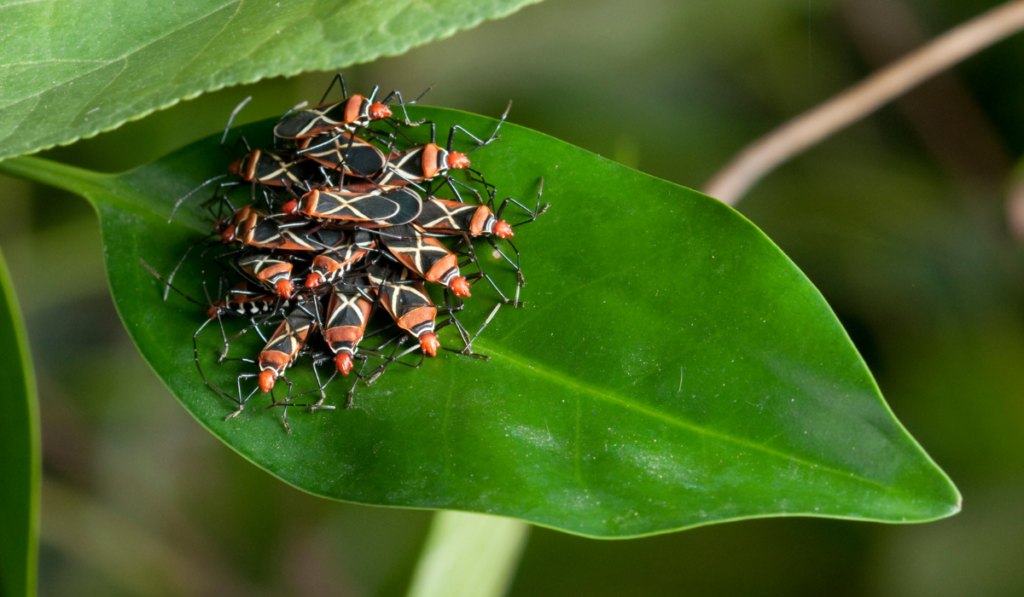 Tropical Insect Group on the leaf
