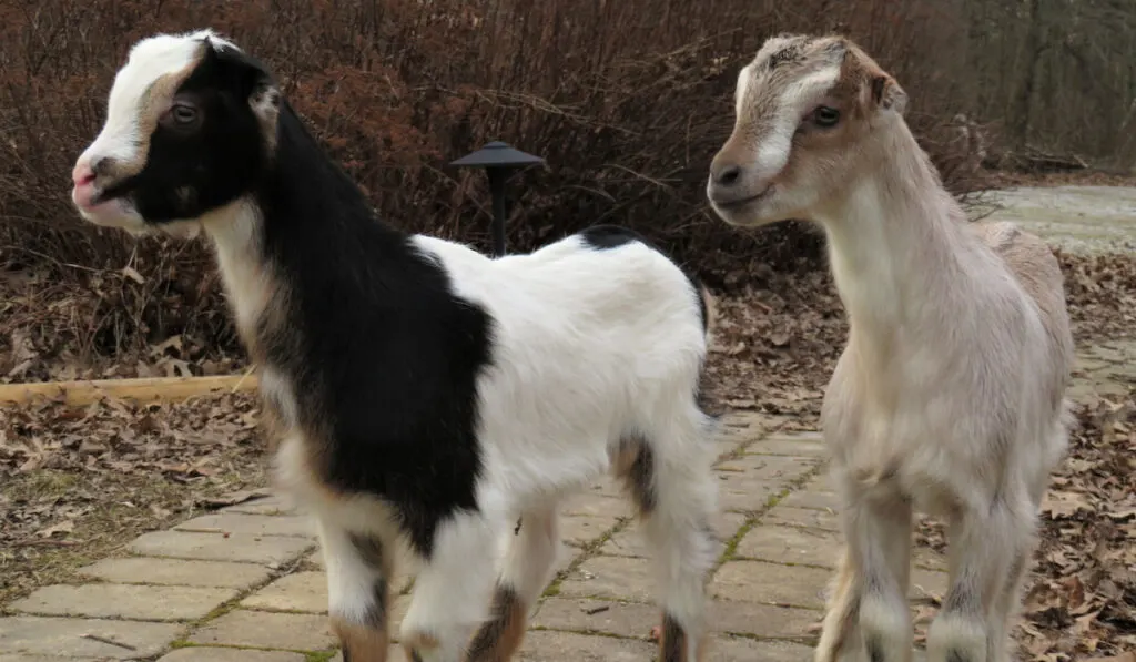 Two baby Lamancha goats on a brick walkway 