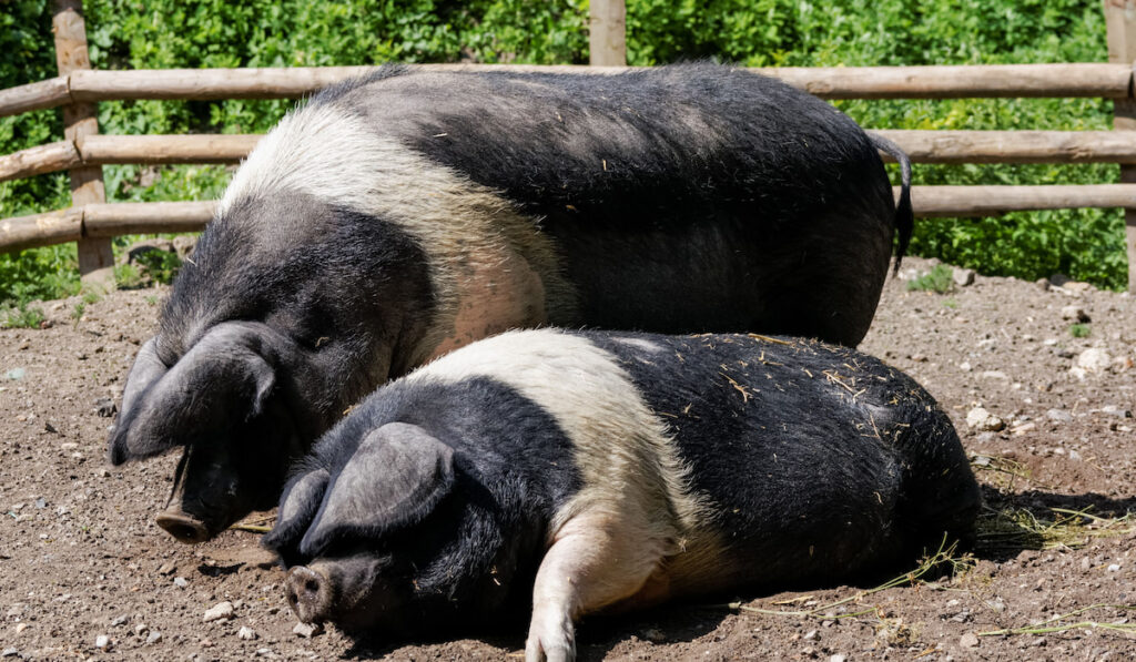 Two hampshire pigs at the farm