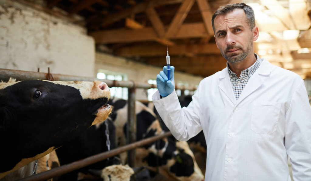 Veterinarian holding syringe ready to give vaccine shots to cows in dairy farm
