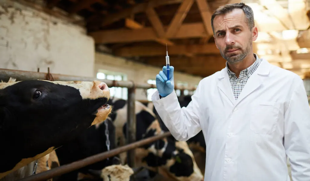 Veterinarian holding syringe ready to give vaccine shots to cows in dairy farm