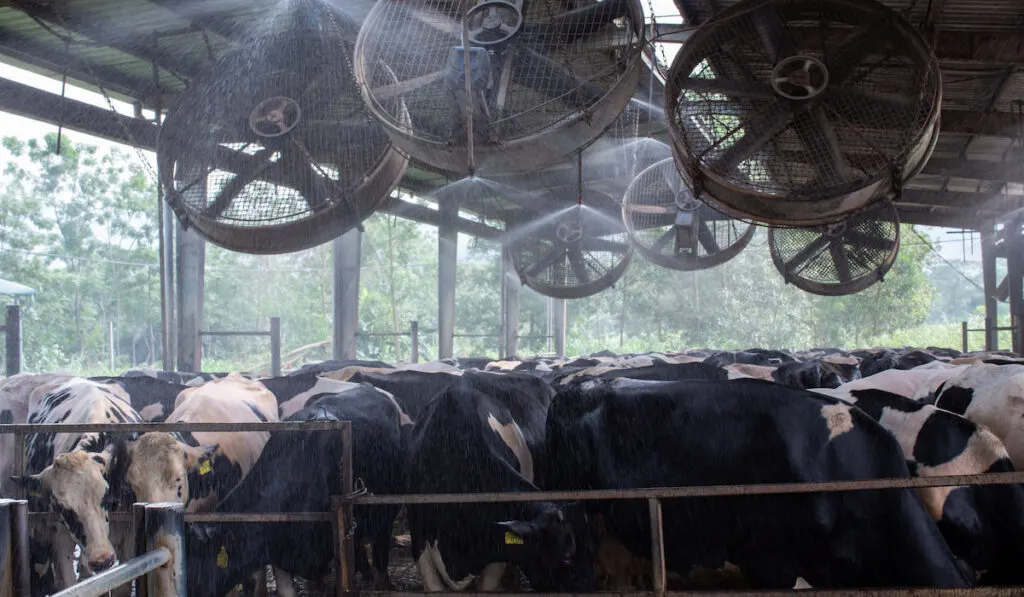 Water sprinkle in cows milking parlor holding area