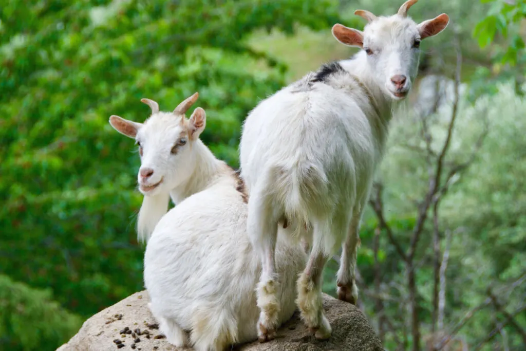 White american pygmy goats resting on top of the rock