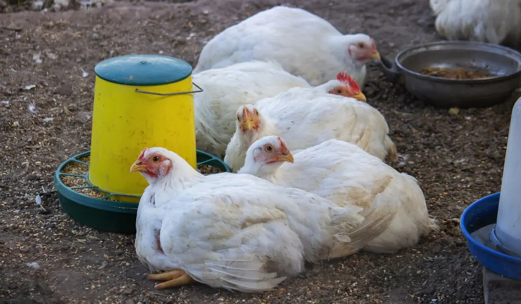 White chickens resting beside their feeds container 