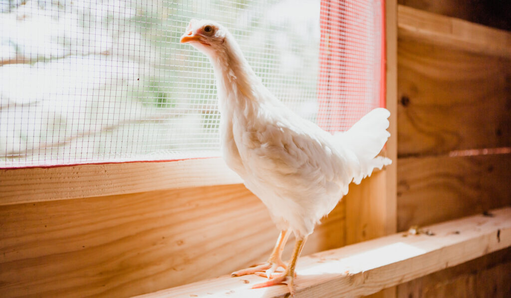 White chiken inside a clean chicken coop 