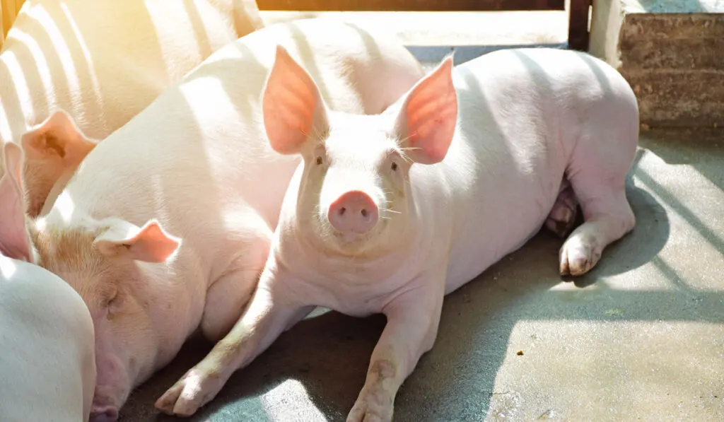 White pigs relaxing in the farm