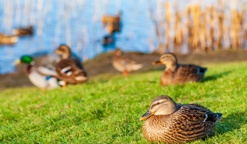 Wild ducks resting on the shore during summer