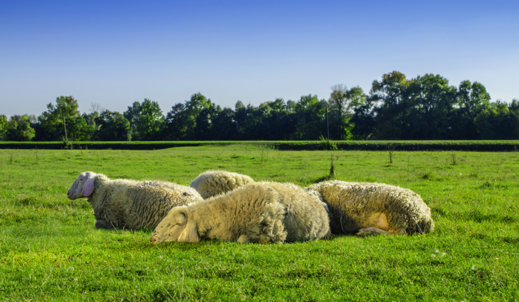 flock of sheep lying on the grass field

