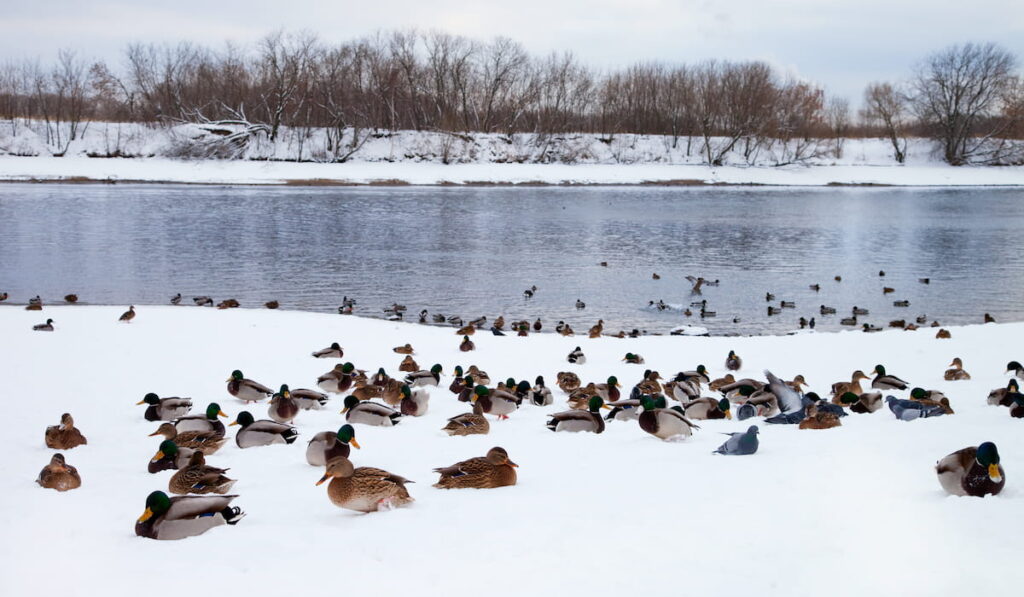 birds and ducks resting on the ice in the winter 