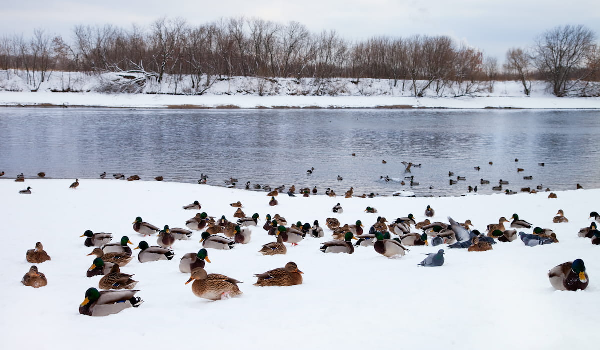 What Do Ducks Do in Winter? Farmhouse Guide