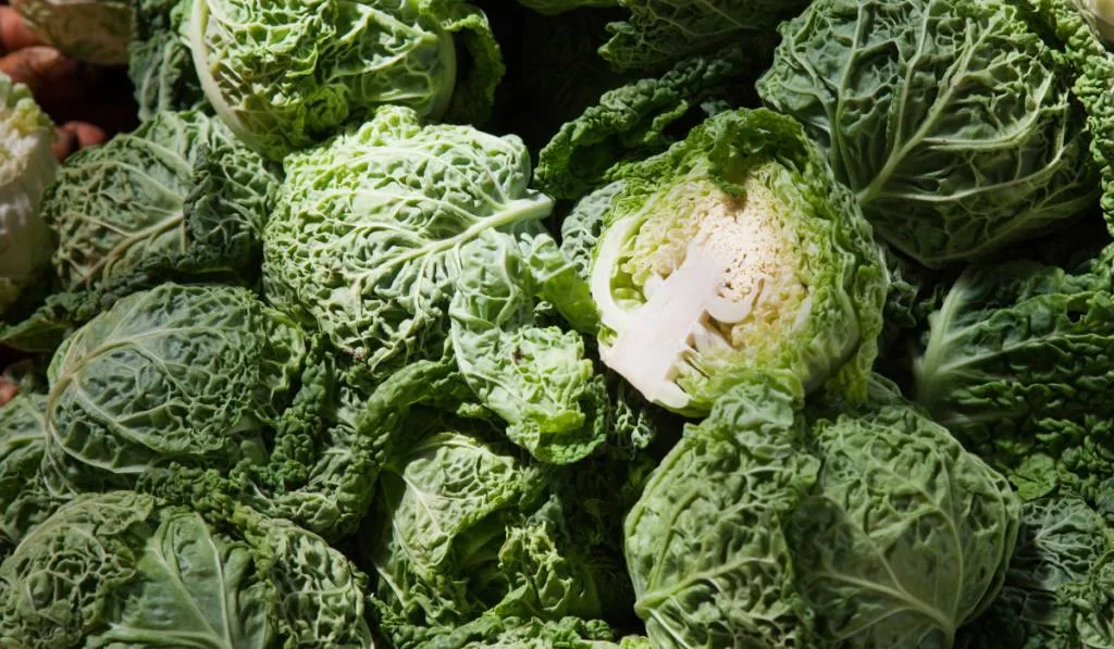 close up photo of piled cabbage