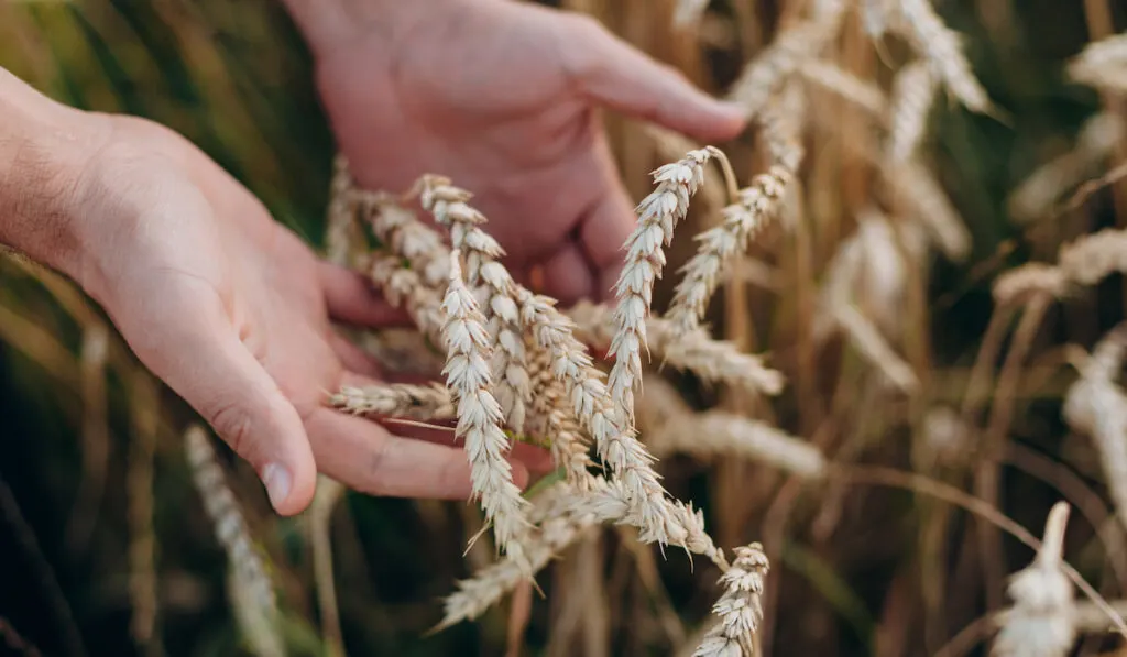 close up of male hand holding wheat