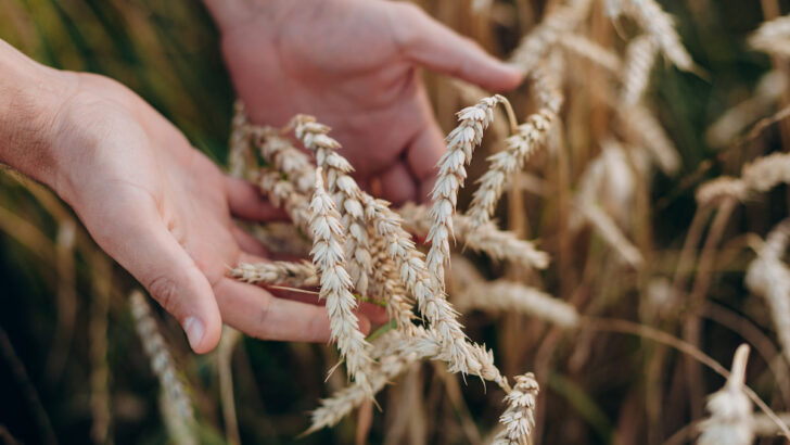 close-up-of-male-hand-holding-wheat