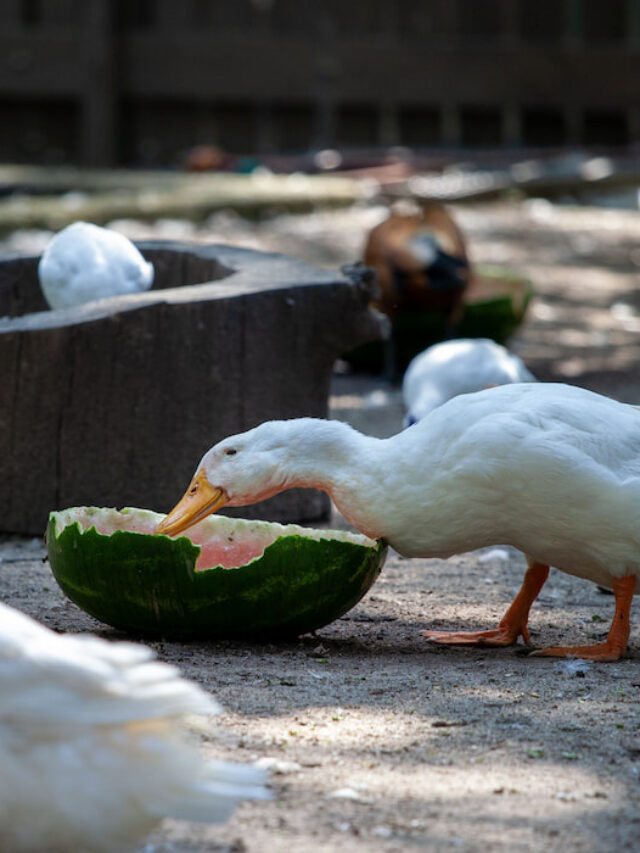 Can Ducks Eat Watermelon Farmhouse Guide