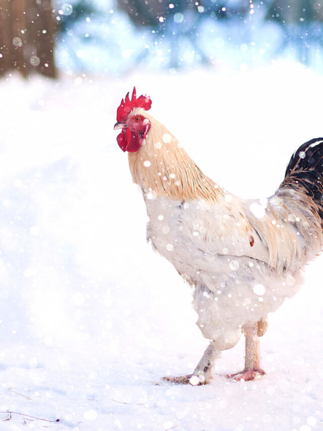 What Temperature Is Too Cold For Chickens?
