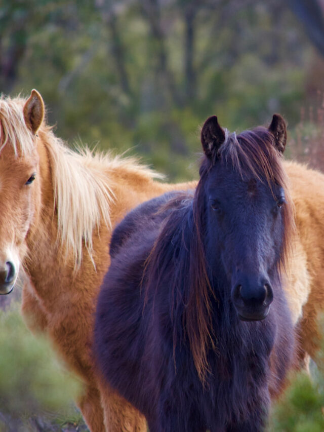 The 9 Worst Horse Breeds for Beginners