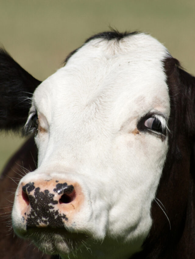 7 Black and White Cow Breeds