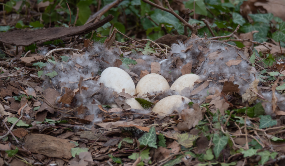 How Many Eggs Do Geese Lay? Farmhouse Guide