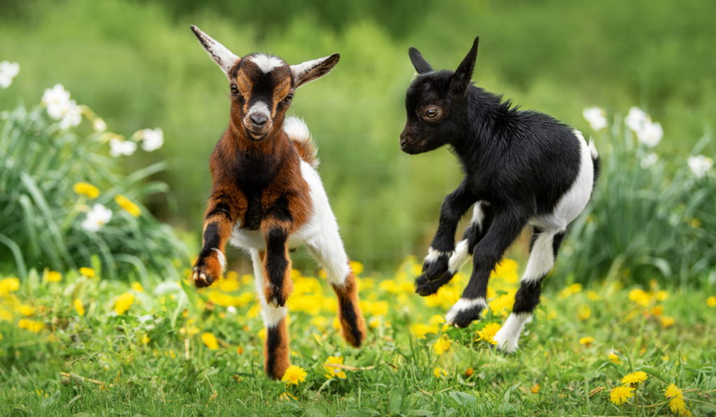 Two little funny baby goats playing in the field with flowers
