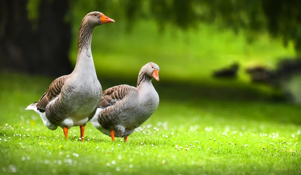 geese roaming around in the green field