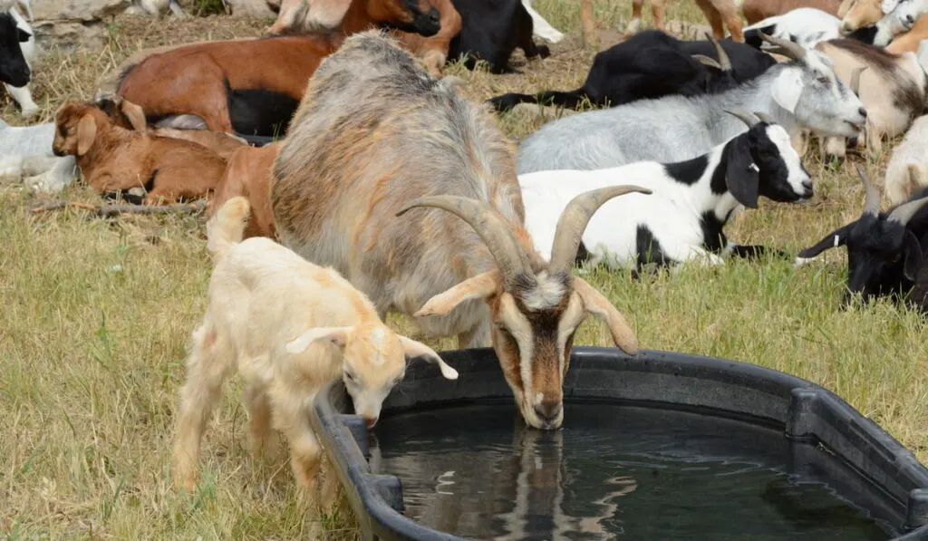 goats drinking cool water from black plastic tub