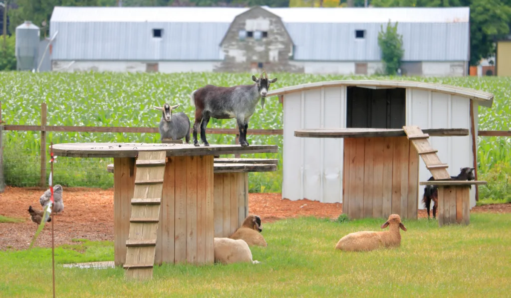 goats resting in the farm