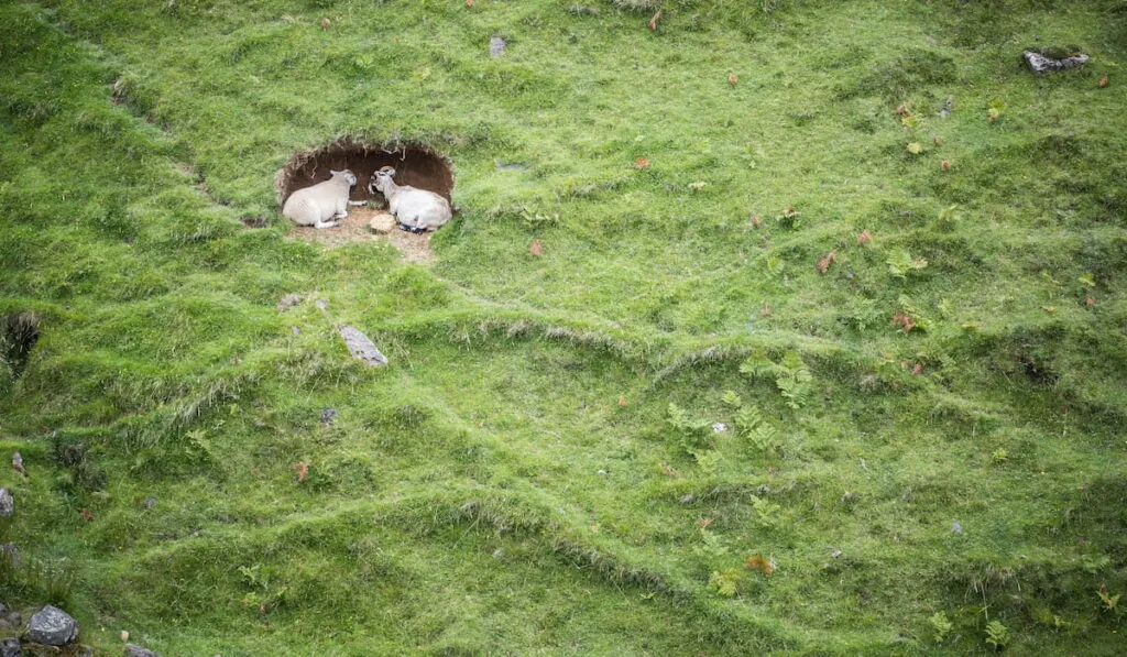 goat hides at the hole for refuge