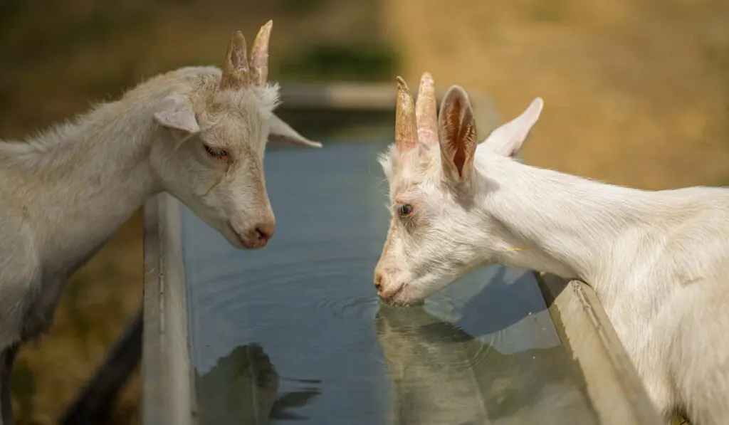 goats drinking water to stay hydrated