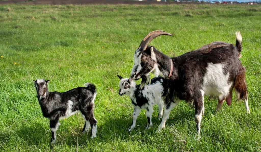 How to Keep Goats Cool in Summer - 13 Tips - Farmhouse Guide