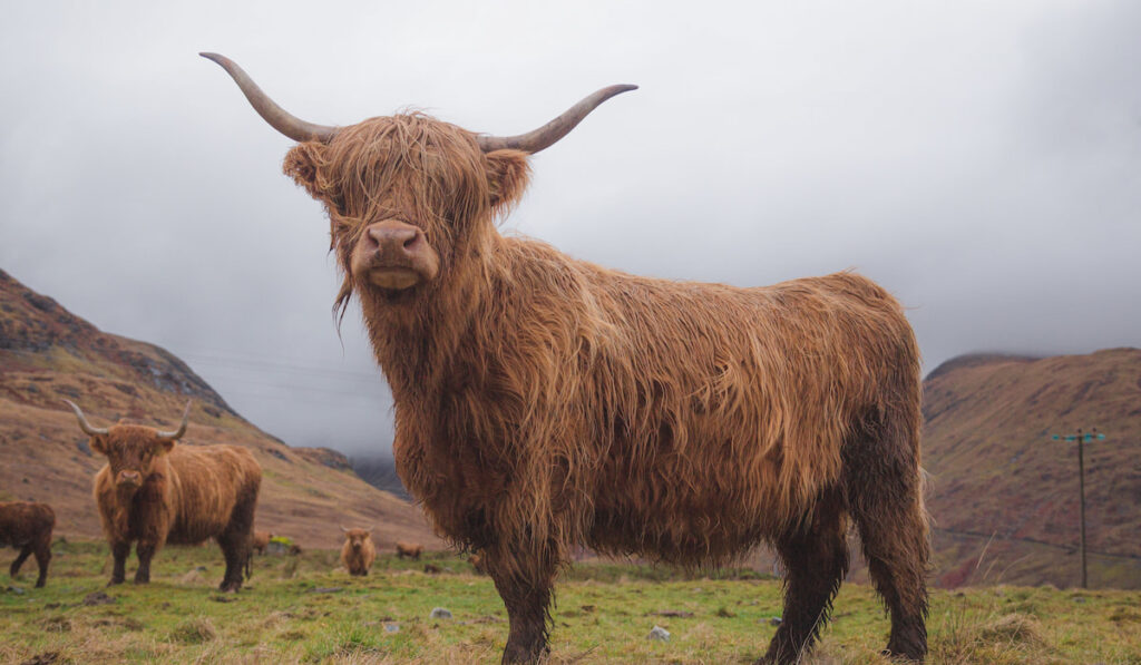 herd of highland cow in Scotland