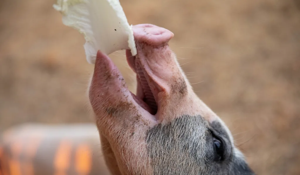 Little pig eating a cabbage