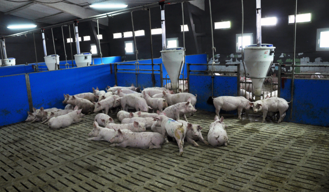 How to Keep Pigs Cool in Summer 4 Tips Farmhouse Guide