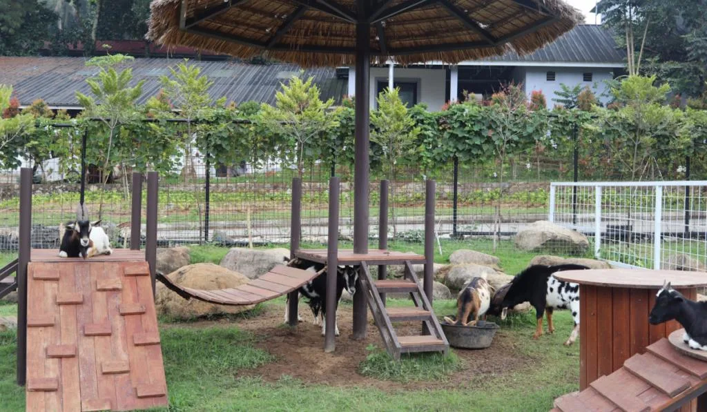 playground for all goat in the farm
