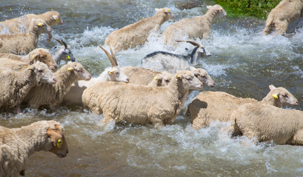 sheep and goats swim in the river