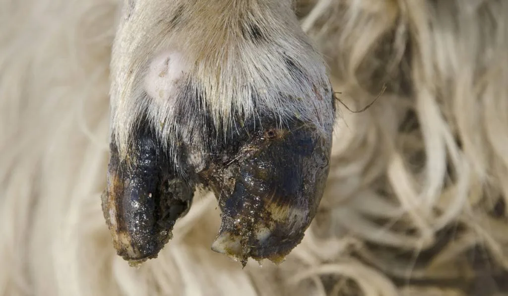 sheep hoof on a woolen background 