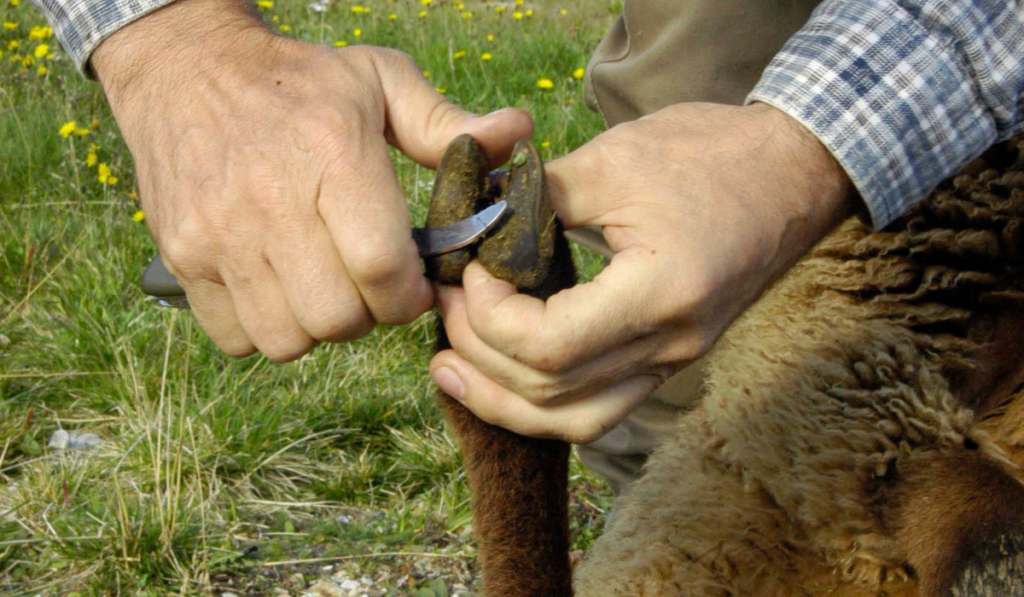 shepherd doing sheep hoof care
