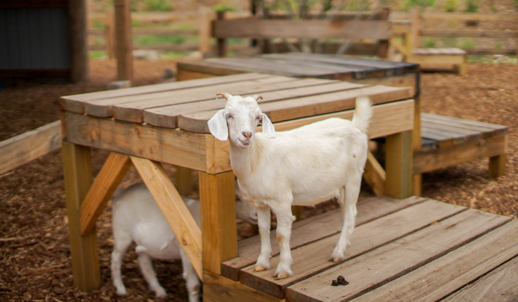 white Goat standing on the pallet playground.
