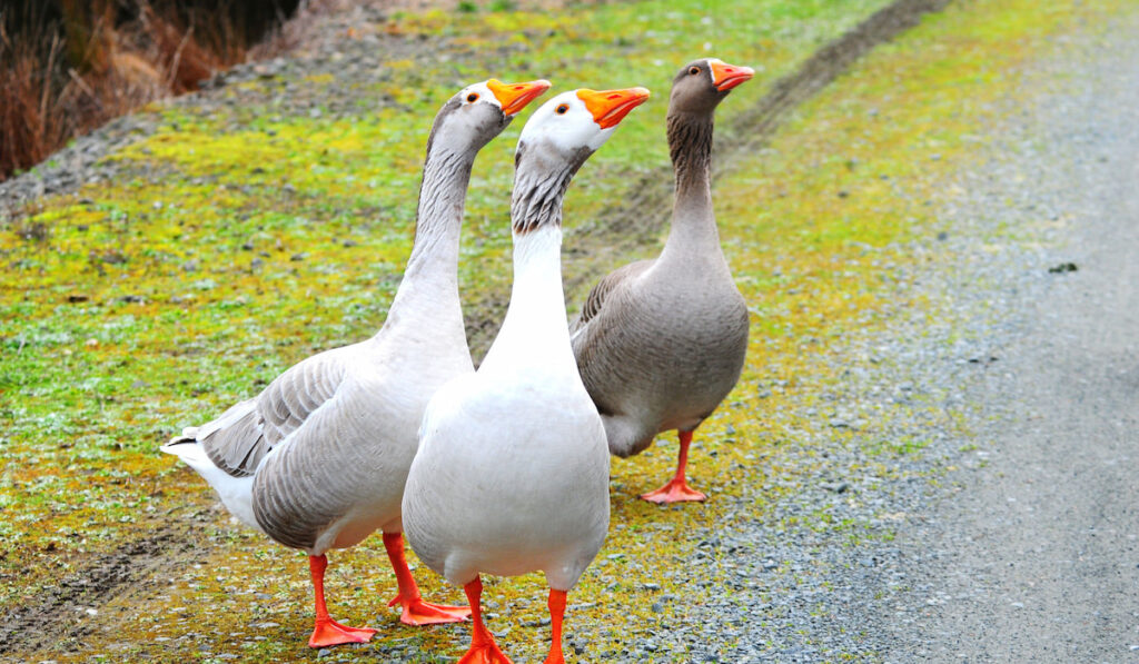 three toulouse goose at the road looking up, showing their long neck