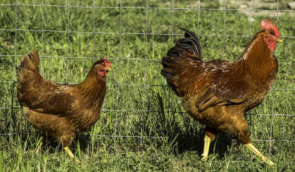A New Hampshire Red hen and rooster walking along a fence line