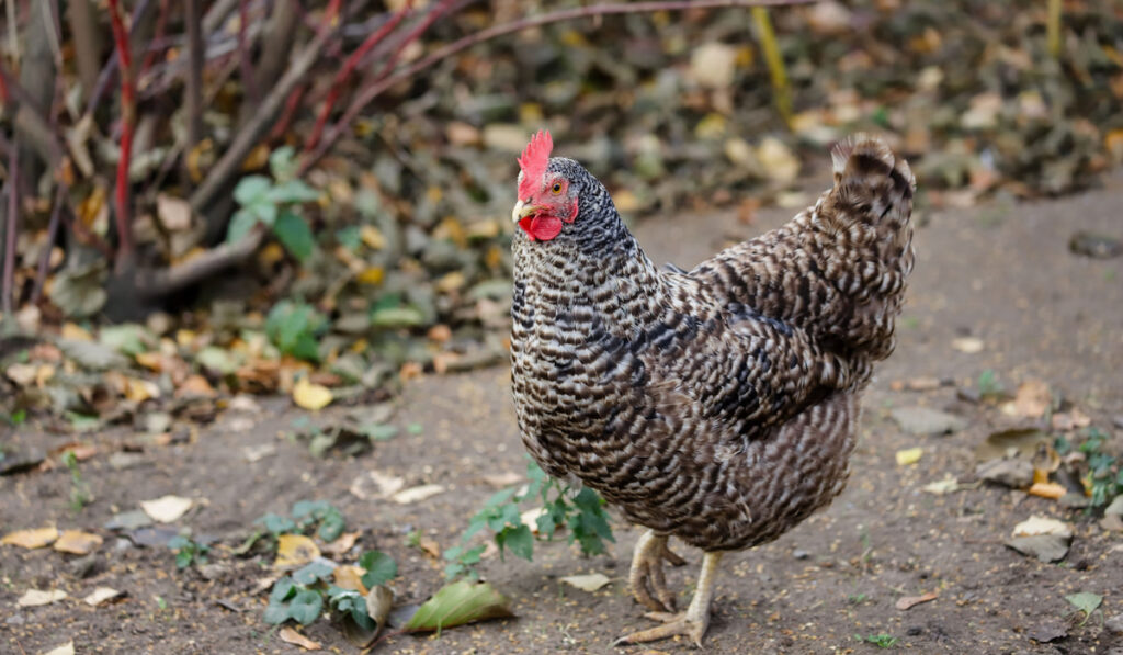 A Plymouth Rock Chicken walking on the farm
