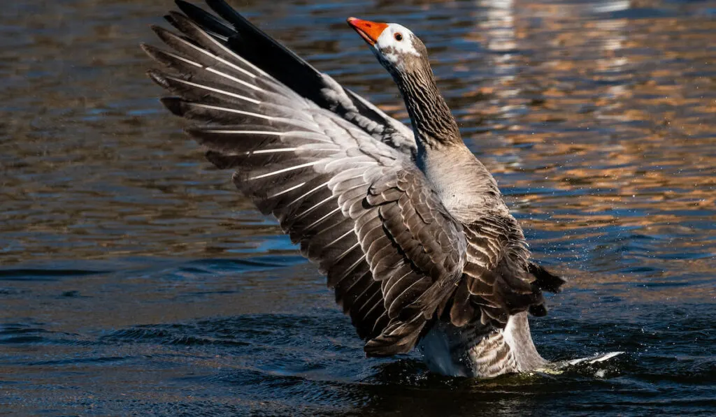 toulouse goose flapping wings on a pond