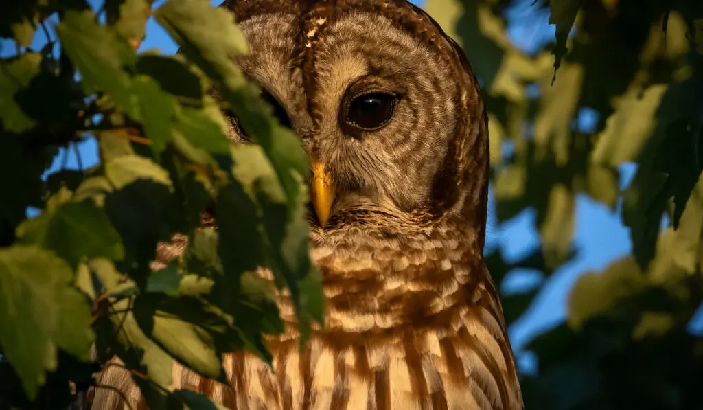A barred owl in a mossy oak tree