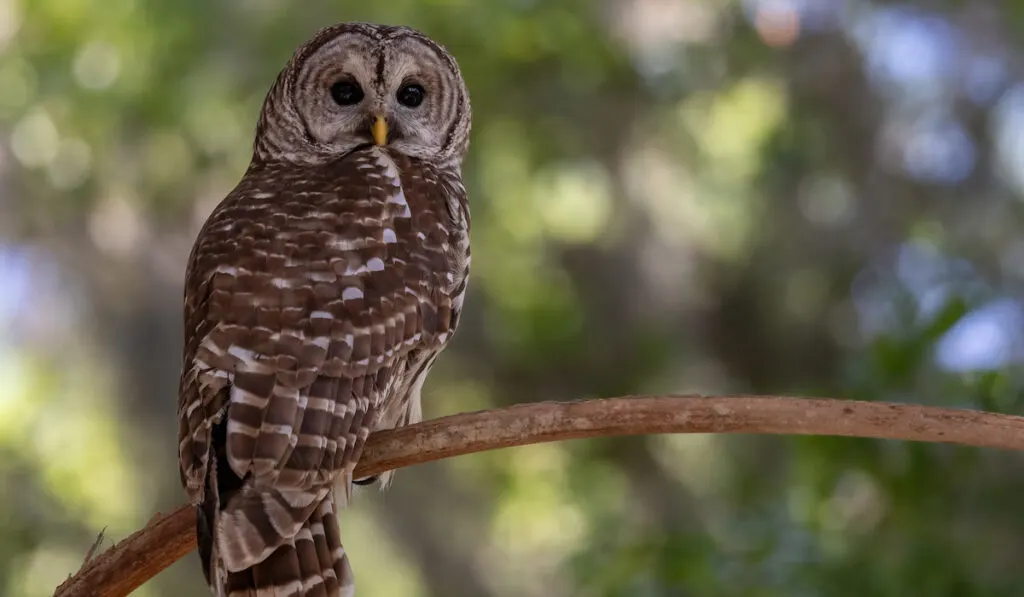 A barred owl on a tree branch in Everglades National Park