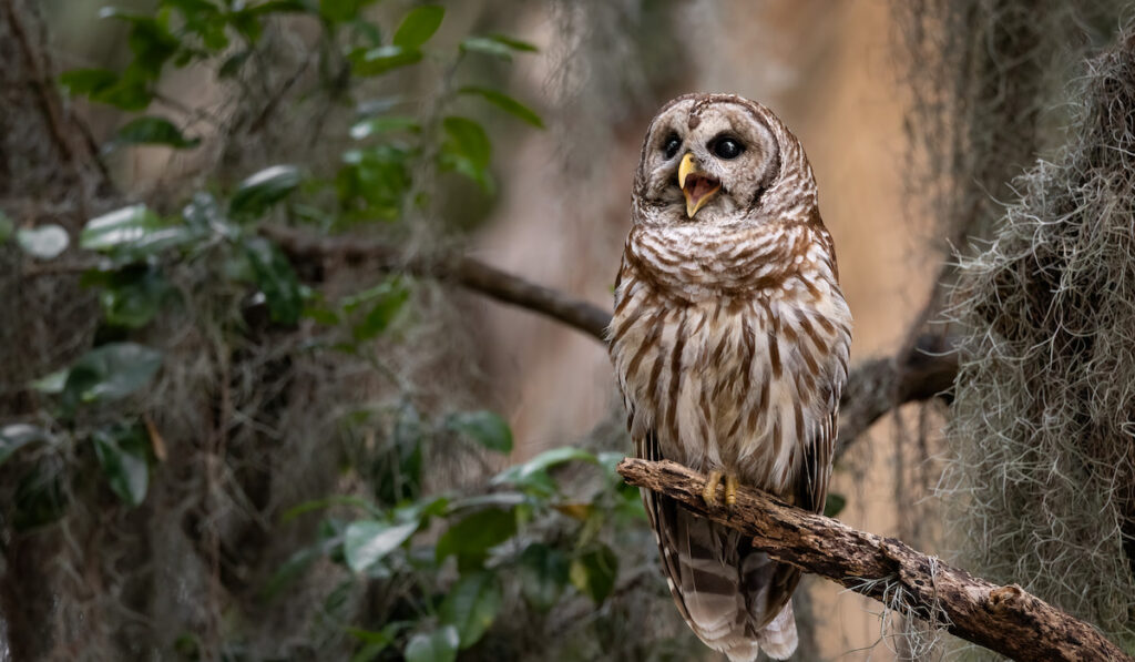 A barred owl on a tree in Florida